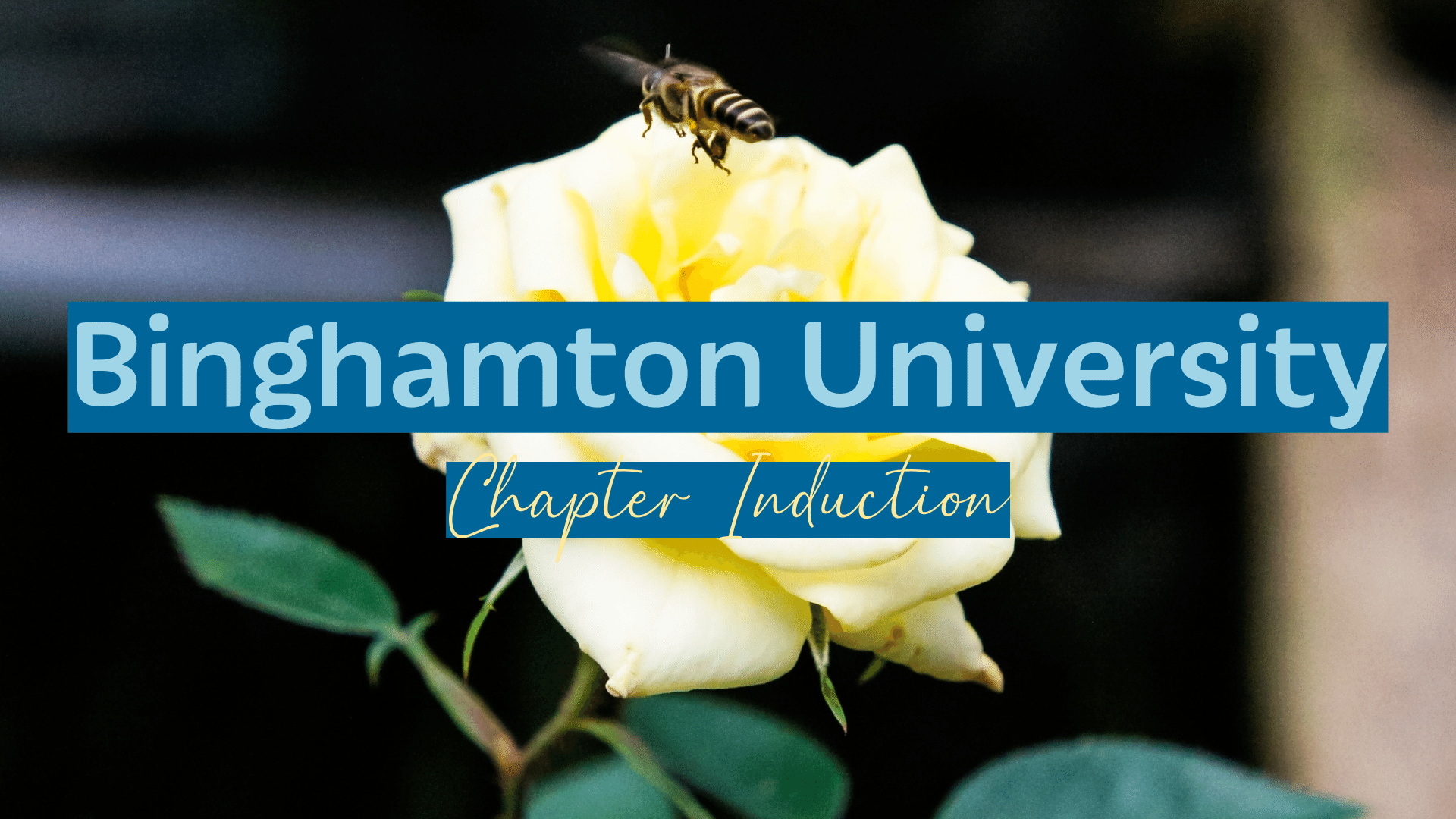 Binghamton University Chapter Induction - Omega Phi Alpha